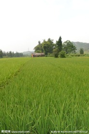 乡村田园