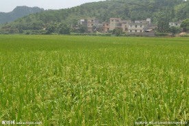 乡村田园
