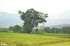 乡村田园