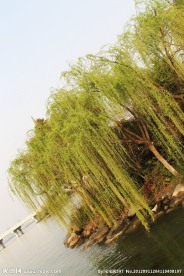 垂柳风景