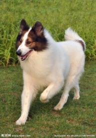 苏格兰牧羊犬