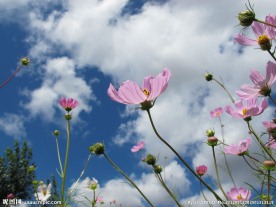 小花