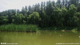 悠然的湿地