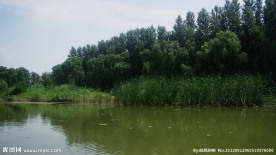 悠然的湿地