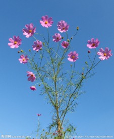 抚顺格桑花