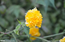 重瓣棣棠花