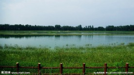 悠然的湿地