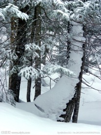 雪乡 雪松林