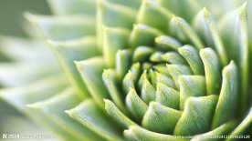 小清新植物