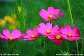 格桑花