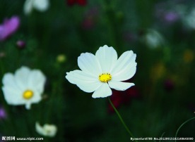 秋英花