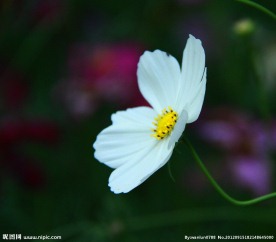 秋英花