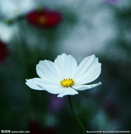 秋英花