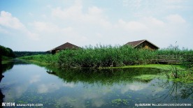 悠然的湿地