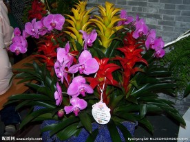 蝴蝶兰