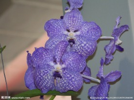 紫色 蝴蝶兰