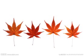 枫叶 枫叶标本