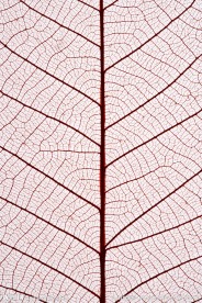 网状叶脉