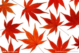 枫叶 红枫叶