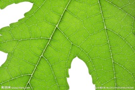 树叶 叶脉