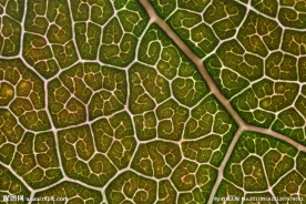 树叶 叶脉