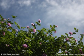 花与蓝天