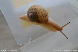 蜗牛
