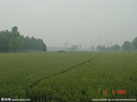 绿色麦田