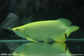龙鱼