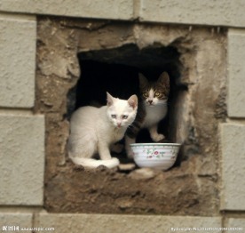 小野猫