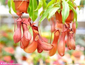 鞋型花