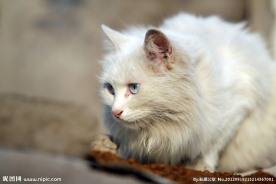 猫咪凝视