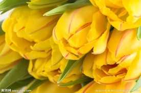 高清郁金香花图