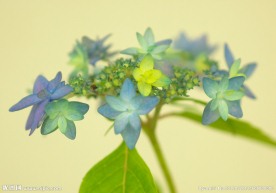 紫阳花