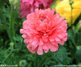 花毛茛