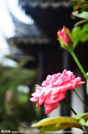 月季花