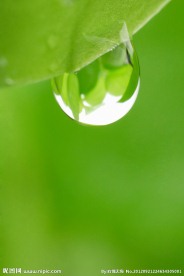 绿叶 水珠