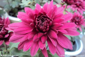 粉色菊花
