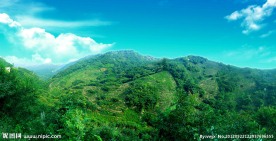 茶山 茶园绿色生态风景