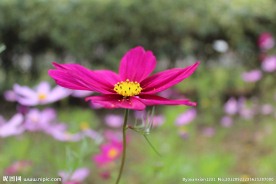 格桑花
