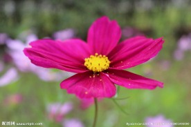 格桑花