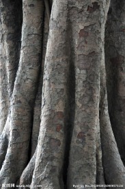 菩提树 泉州开元寺