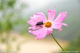小昆虫