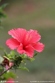 扶桑花