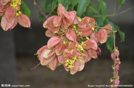 黄山栾树种子果