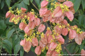 黄山栾树种子果