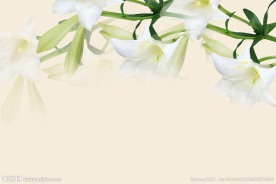 百合花背景