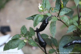 辣椒花