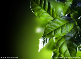 绿叶特写