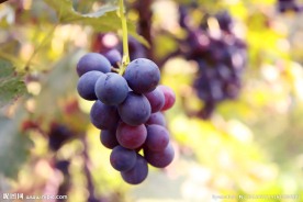 葡萄